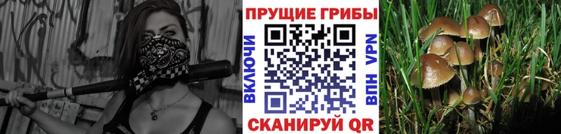 Псилоцибиновые грибы Cubensis  Петровск-Забайкальский 